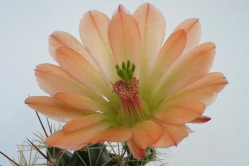 Echinocereus coccineus Busek *1^ % 