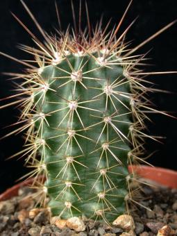 Echinocereus coccineus % *1^ 