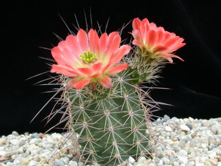 Echinocereus coccineus % *2^ 