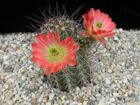 Echinocereus coccineus % *2^ AG11 Jarilla Mts., Otero Co., NM, USA 