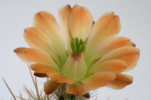 Echinocereus coccineus % *1^ SB850 Ladrone Mts., Soccorro Co., NM, USA 
