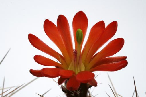 Echinocereus coccineus % *2^ Carizzozo, NM, USA 