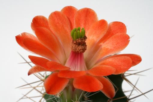 Echinocereus coccineus % *2^ JRT597 