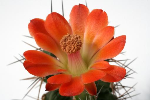 Echinocereus coccineus ssp. paucispinus *2^ Eagle Nest Creek, TX, USA 