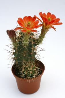 Echinocereus coccineus ssp. roemeri % *3^ Enchanted Rock, TX, USA 