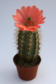 Echinocereus coccineus ssp. rosei % *1^ HK1510 