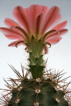 Echinocereus coccineus ssp. rosei % *1^ SB236 Jarilla Mts., Otero Co., NM, USA 