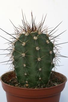 Echinocereus coccineus % *1^ SB747 Manzano Mts., NM, USA 