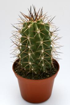 Echinocereus coccineus ssp. paucispinus % *2^  Eagle Nest Creek, TX, USA 
