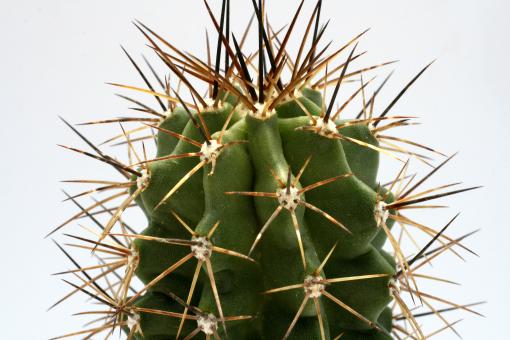 Echinocereus coccineus ssp. paucispinus % *2^ Eagle Nest Creek, TX, USA 