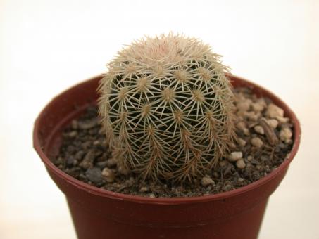 Echinocereus ctenoides DU39 Sierra del Carmen, 123km from Melchor Muzquiz red gate, Coah, MEX 