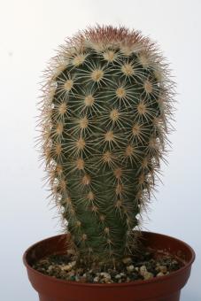 Echinocereus dasyacanthus L704 Cuchillo Parado, Chih, MEX, 1600m 