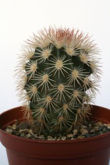 Echinocereus dasyacanthus *4^ Lz838 Carlsbad, NM, USA 