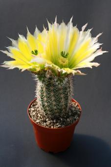 Echinocereus dasyacanthus v. steereae HK1265 Terrell Co., TX, USA 