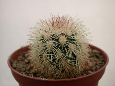 Echinocereus dasyacanthus SB732 Pecos County, TX, USA 