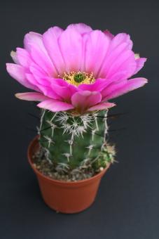 Echinocereus engelmannii ssp. fasciculatus CR130  Kearny, Pinal Co., AZ, USA 