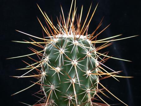 Echinocereus engelmannii ssp. acicularis 