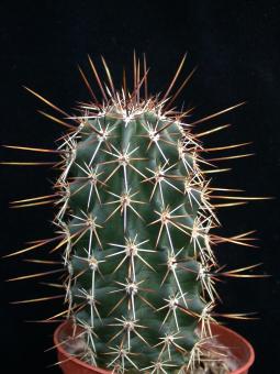 Echinocereus engelmannii ssp. fasciculatus CR130  Kearny, Pinal Co., AZ, USA 