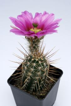 Echinocereus engelmannii ssp. variegatus *1^ SB844 n. of Navajo Co., AZ, USA 