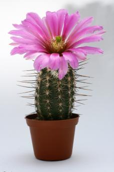 Echinocereus engelmannii ssp. variegatus *1^ SB844 