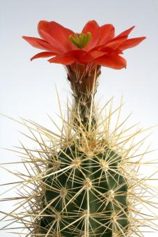 Echinocereus engelmannii X mombergianus 