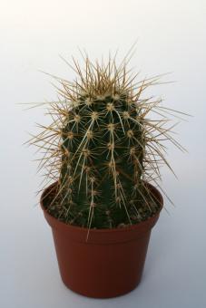 Echinocereus engelmannii ssp. munzii San Bernardino, CA, USA 