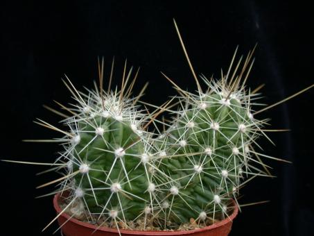 Echinocereus enneacanthus % CSD210 Hipolito, MEX 