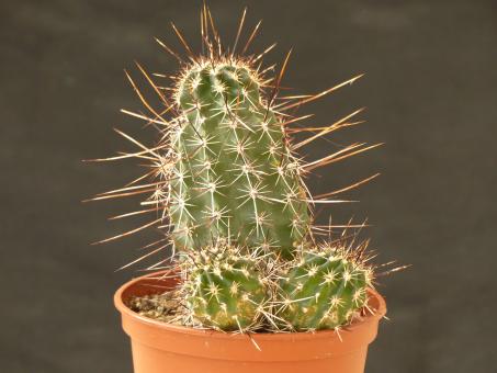 Echinocereus fasciculatus 