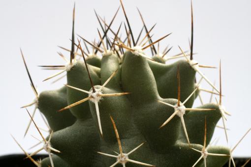 Echinocereus fendleri miniature 
