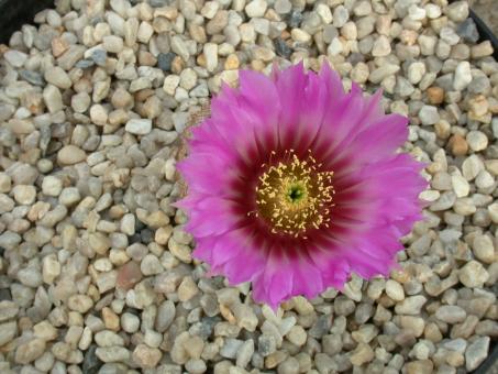 Echinocereus fitchii *2^ SB853 Jim Hogg Co., TX, USA 