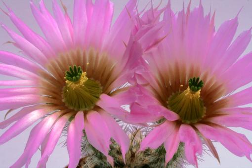 Echinocereus fitchii ssp. albertii 