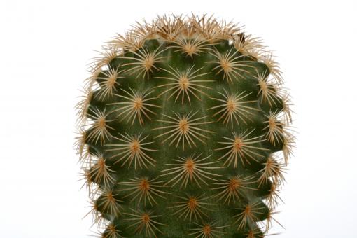 Echinocereus fitchii ssp. bergmannii DU144 n. of Llera de Canales, Tam, MEX 