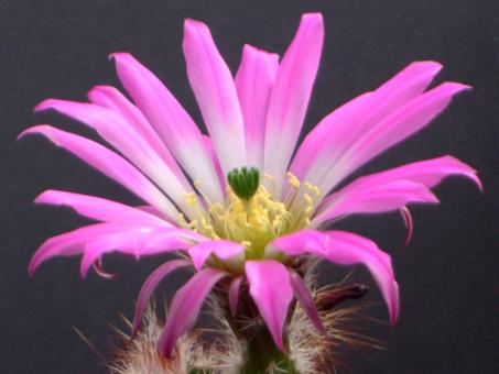 Echinocereus fobeanus % San Pedro de las Colonias, Coah, MEX 