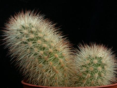 Echinocereus freudenbergeri 