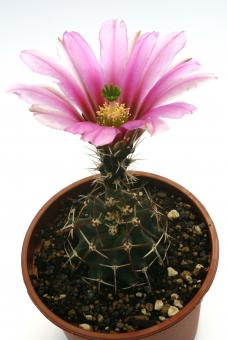 Echinocereus hempelii DU33 Santa Clara Canyon, Chih, MEX 