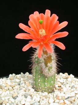 Echinocereus huitcholensis Mazatlan to Durango, Mex40 km 168, MEX 
