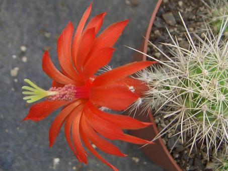 Echinocereus klapperi El Novillo, Son, MEX 