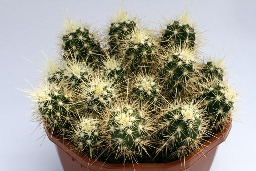 Echinocereus klapperi 