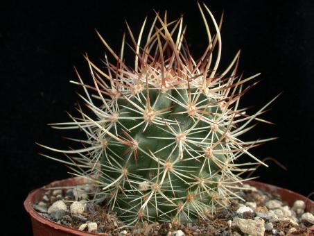 Echinocereus lindsayi § 