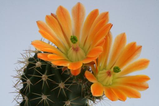 Echinocereus X lloydii *3^ BW105 s. of Marathon, Brewster Co., TX, USA 