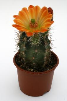 Echinocereus lloydii *3^ SB731 Pecos Co., TX, USA 