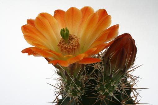 Echinocereus X lloydii *2^ SB731 Pecos Co., TX, USA 