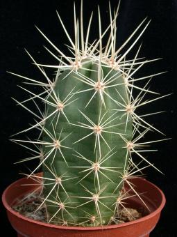 Echinocereus maritimus 