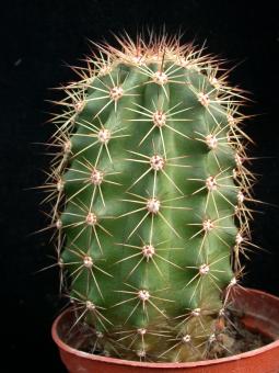 Echinocereus x neomexicanus aurantiacus 