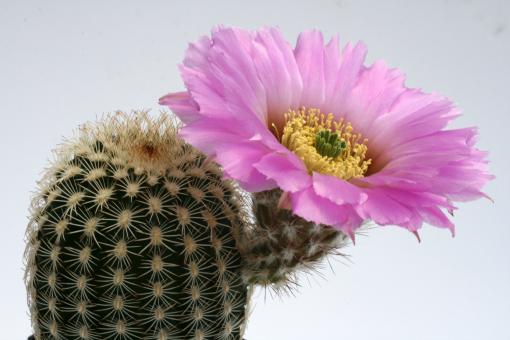 Echinocereus oklahomensis *1^ HK1844 