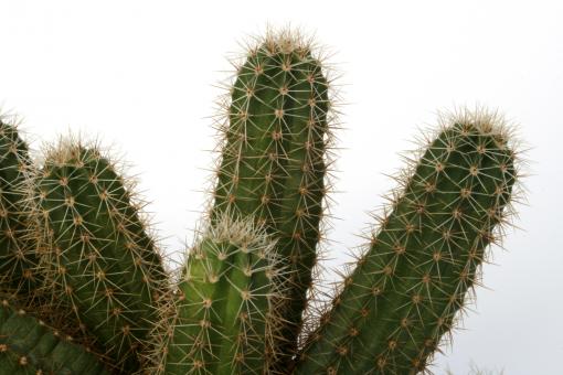 Echinocereus ortegae San Rafael, Son, MEX 