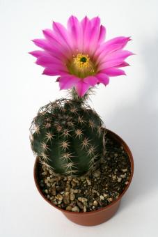 Echinocereus pamanesiorum ssp. bonatzii La China, Dur, MEX 