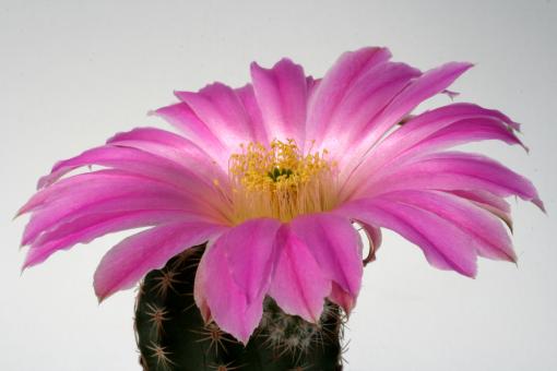 Echinocereus pamanesiorum ssp. bonatzii 