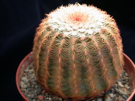 Echinocereus pectinatus Sierra San Ignacio, Chi, MEX 