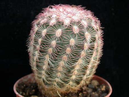 Echinocereus pectinatus Charcas, SLP, MEX 